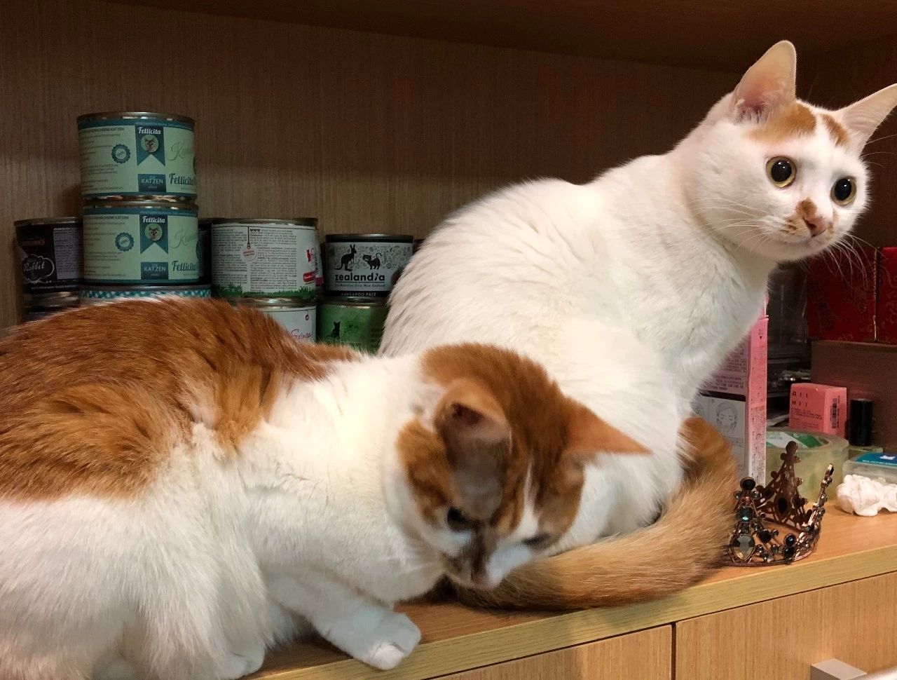 两只超凶的小奶猫怎么养,养刚出生的猫