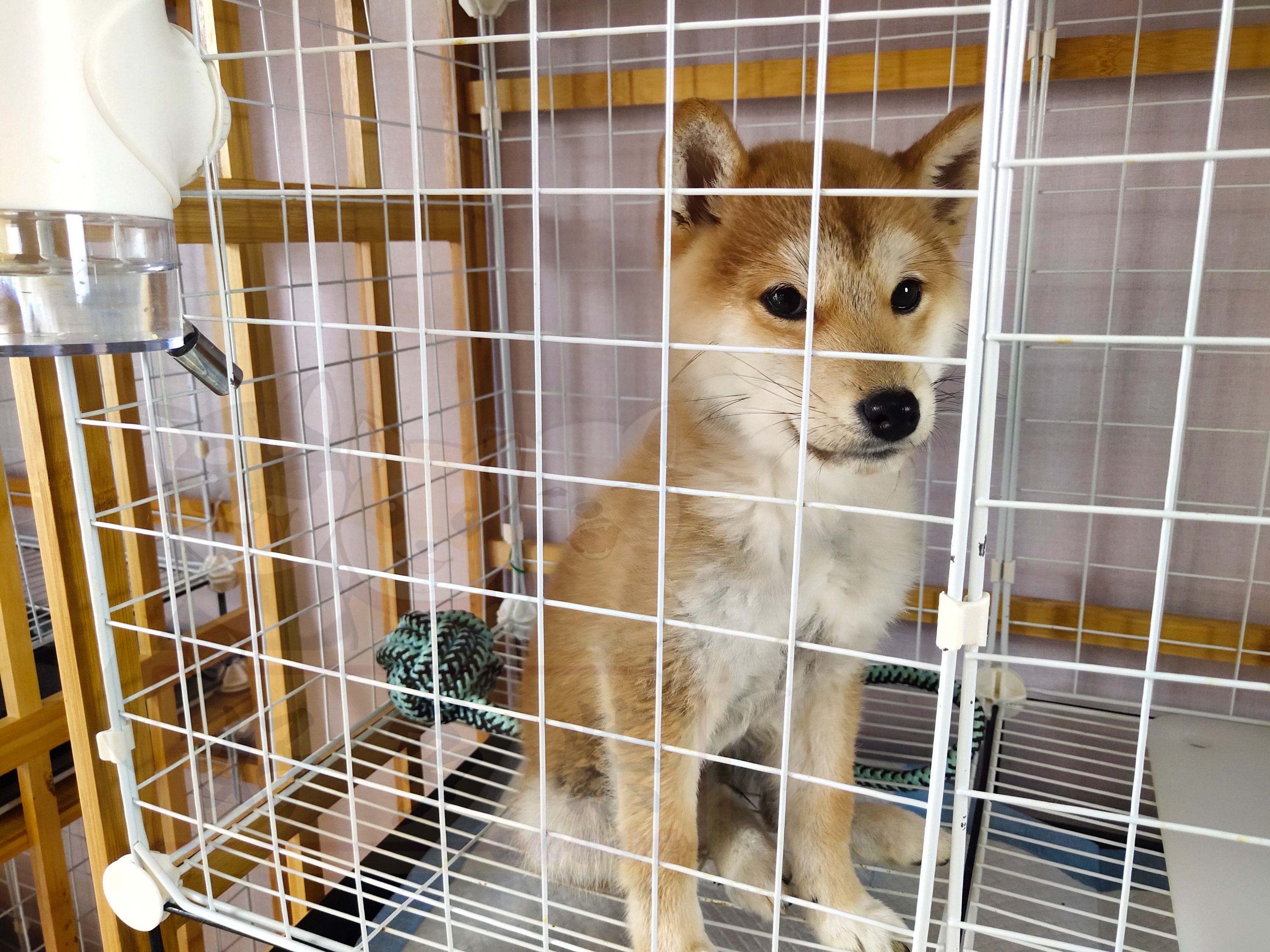 如何判断柴犬犬舍正规,犬舍柴犬靠谱吗