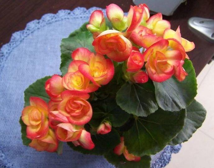 海棠怎么让它长侧芽,如何修剪海棠让花露出来