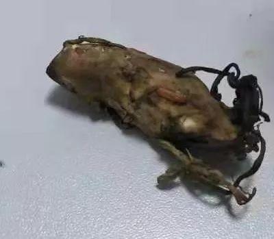 吃了三个月的冬虫夏草,吃冬虫夏草真实反馈