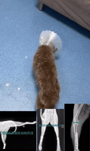 猫咪摔骨折了治疗需要多少钱,猫咪骨折吃什么东西恢复得快