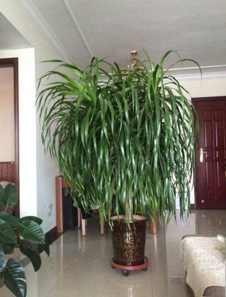 龙须树养在室内有净化空气的作用,龙须树怎么养才能吸收甲醛