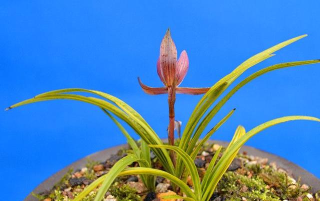 最名贵十种兰花品名及价格图片,十大名贵兰花有哪些品种