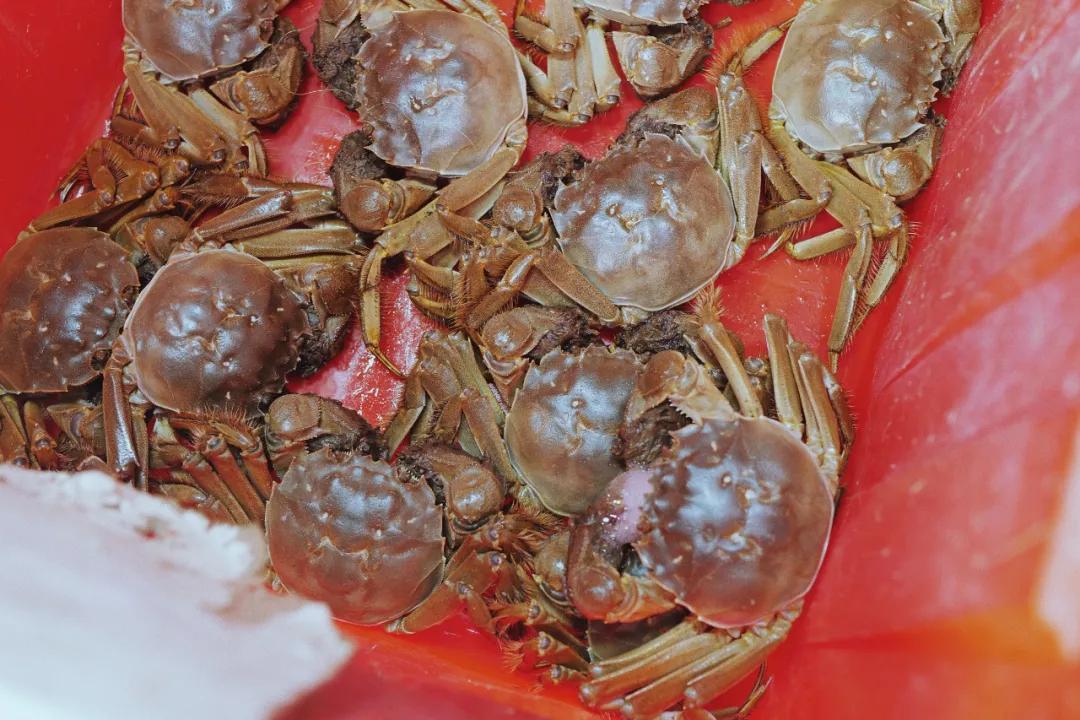 探苏州年轻人最爱逛的菜市场,苏州人气最旺的菜市场