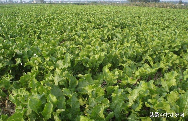 辣根怎么种,辣根是怎么种植的视频教程