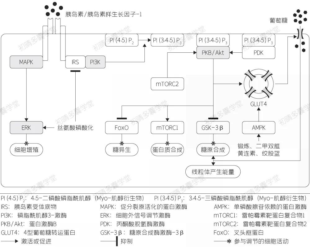 肌醇对胰岛素抵抗有用吗,没有胰岛素抵抗可以吃肌醇吗