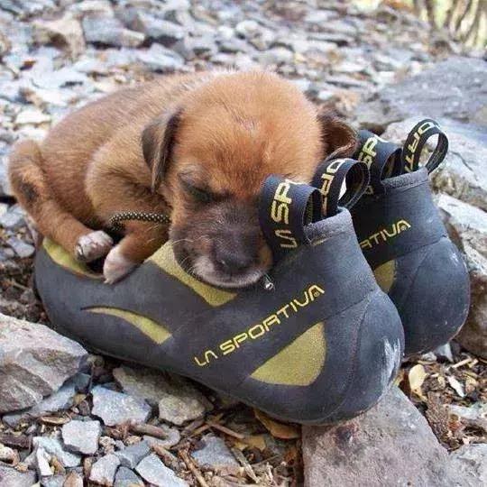 狗狗是我的灵魂伴侣,狗狗是我的好搭档