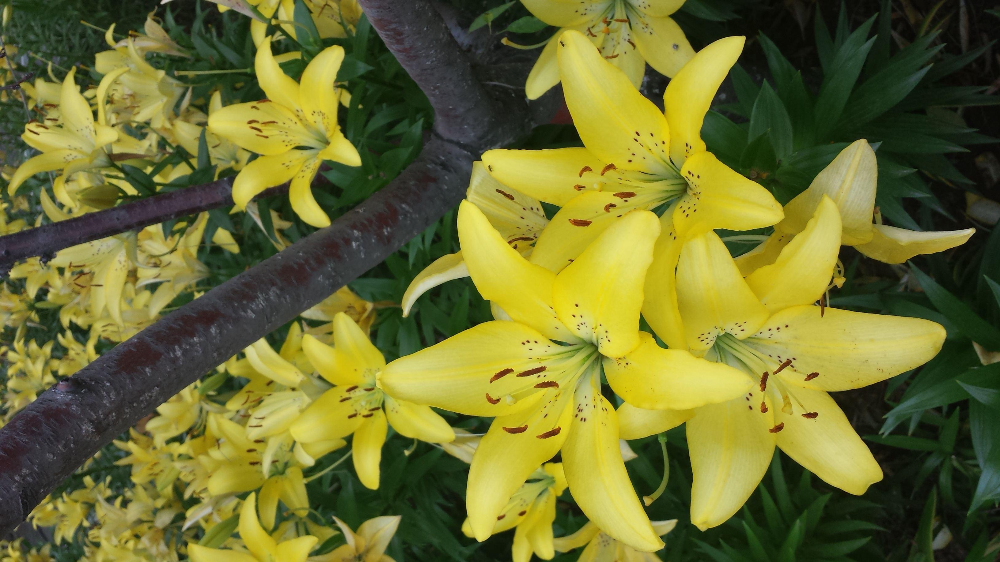 盆栽百合开花时要怎么养,盆栽百合开花后怎么打理还会开花