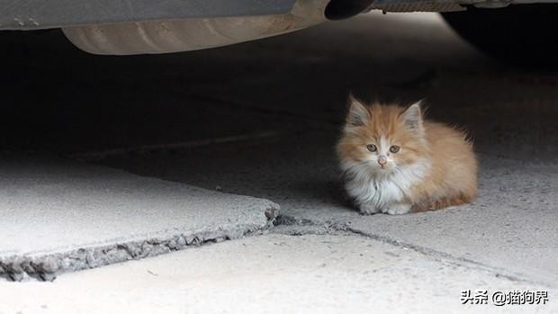 流浪猫被同类欺负怎么办,流浪猫被抓怎么办