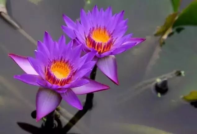 世界上最稀有最名贵的花,世界上最漂亮名贵的花