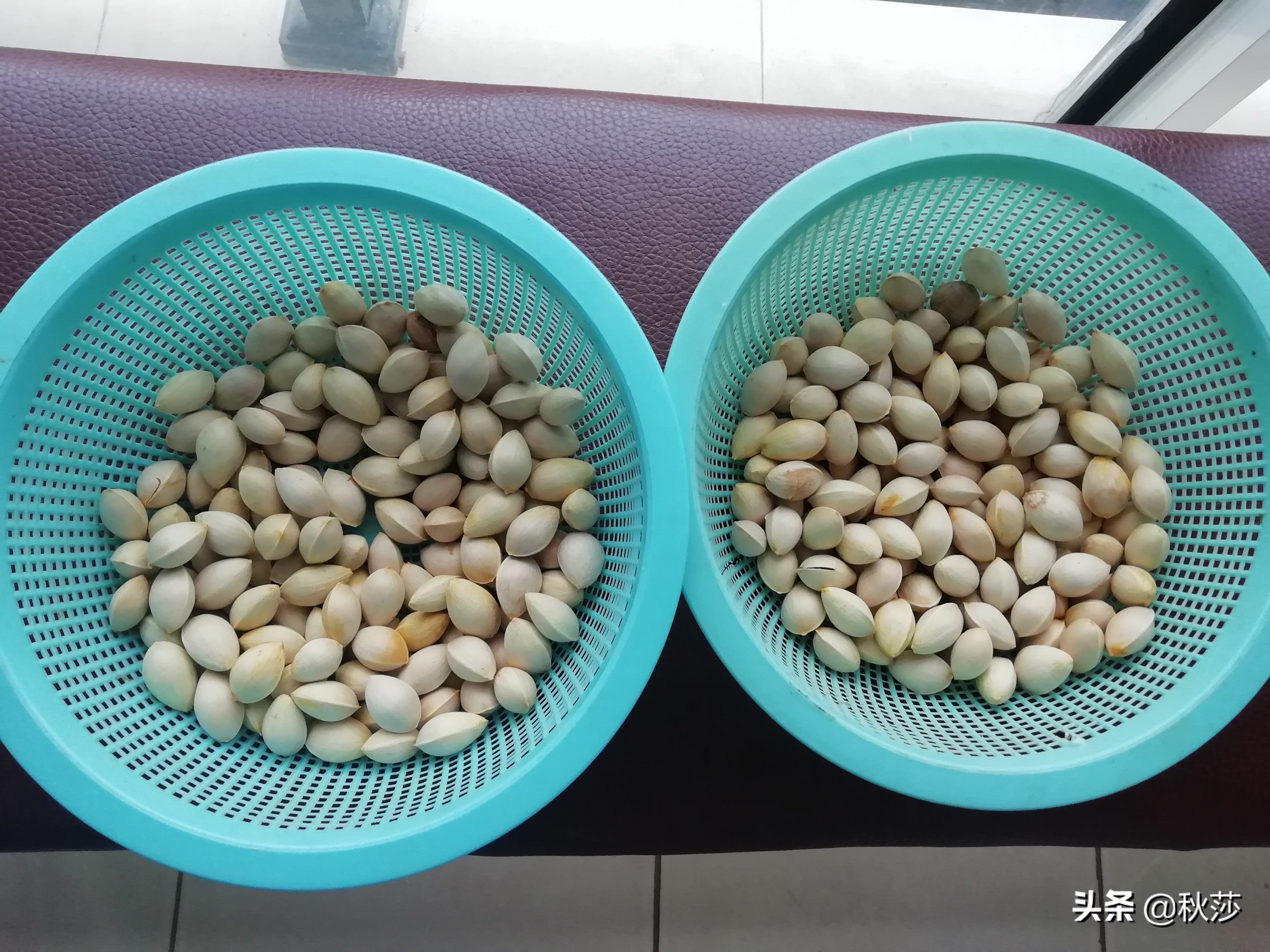 深秋拾黄叶,苏州收白果