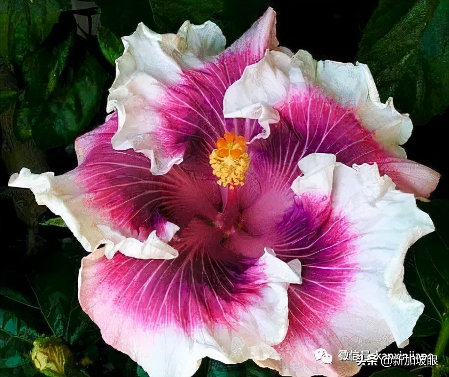 扶桑花和木槿花的区别图片,扶桑木槿花图片