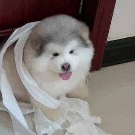 给阿拉斯加养个什么同伴比较好,给你100个养狗理由