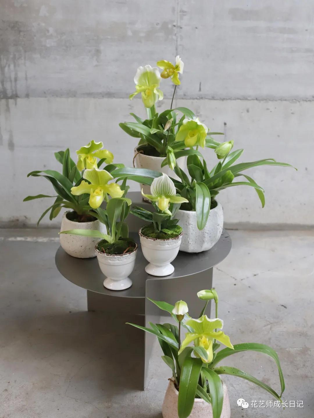 最名贵十种兰花兜兰,每日一花石竹花