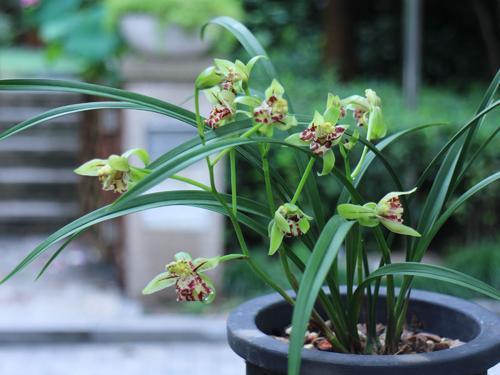 什么肥料促进叶片油亮,什么肥能让叶面油亮