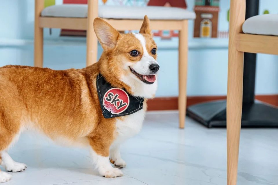 吸屁屁，短腿大耳肉嘟嘟，这家店进去就出不来了…