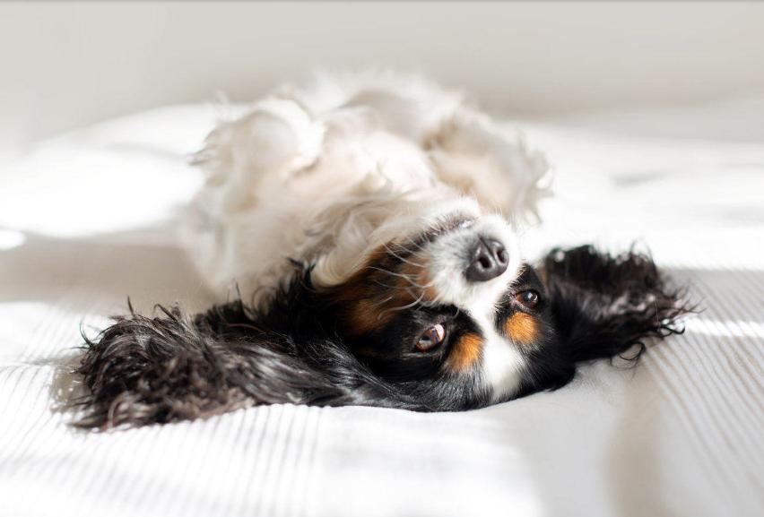 犬脐疝,小狗有脐疝怎么引起的