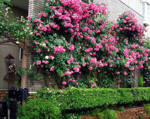 爬藤月季光秃秃的枝条种植,不同品种的爬藤月季怎么做花墙