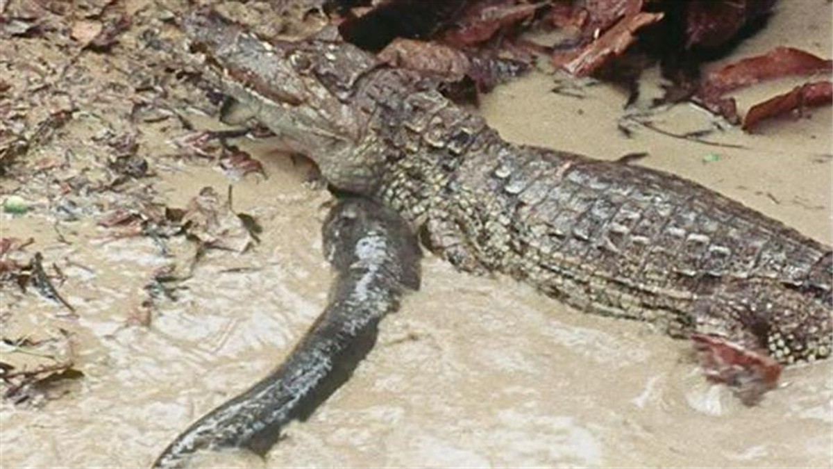 无知鳄鱼袭击电鳗,鳄鱼咬电鳗被电
