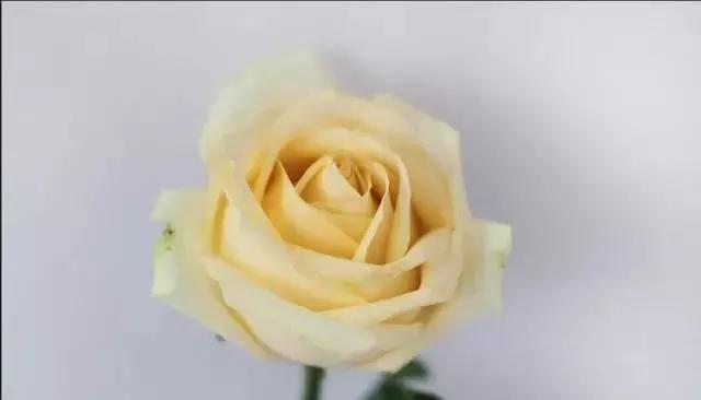 每天一点鲜花小知识,每天学习一点点科普知识