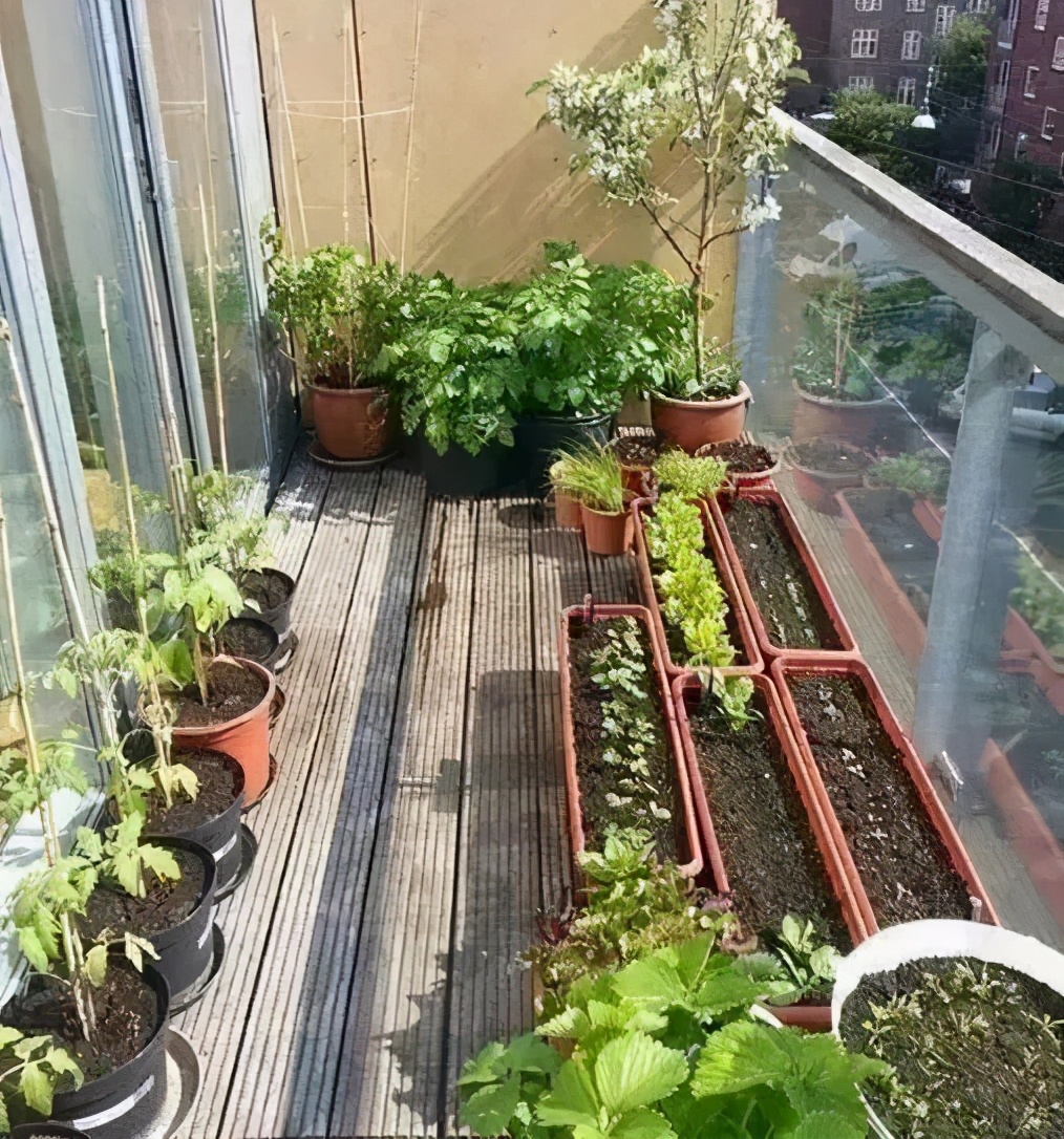 避蚜虫的防虫网,种菜防虫网能防蚜虫吗