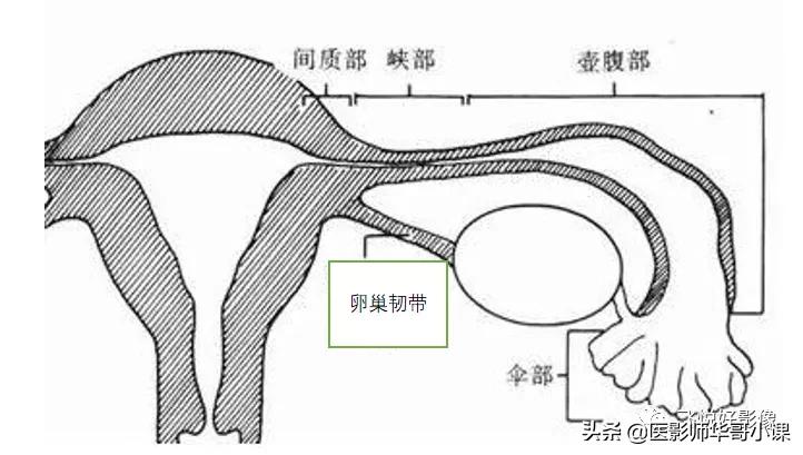 [飞利浦磁共振技术]磁共振扫描下的“女性输卵管成像”，看视频吧