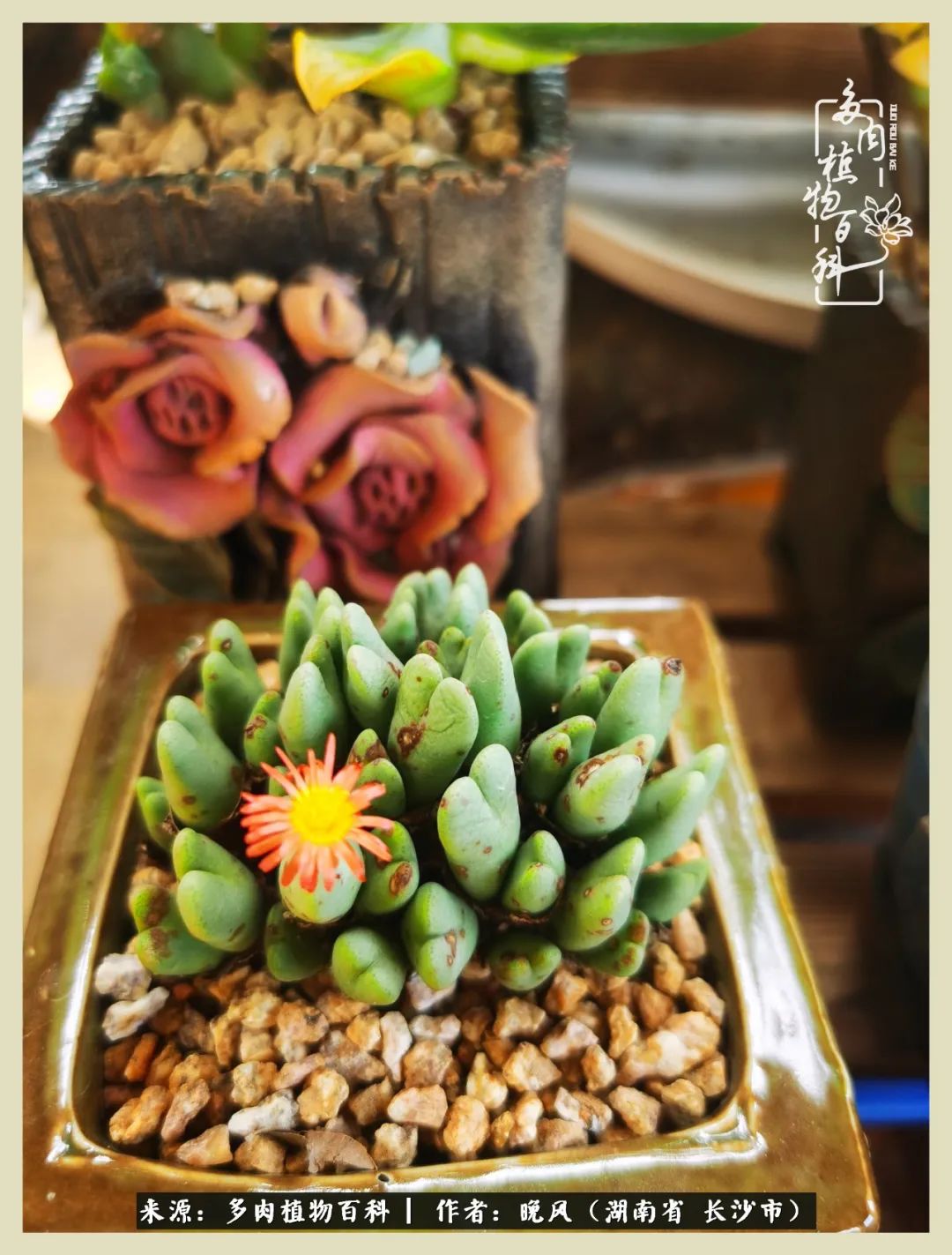 摇身一变成了奶爸,摇身一变成为打工人