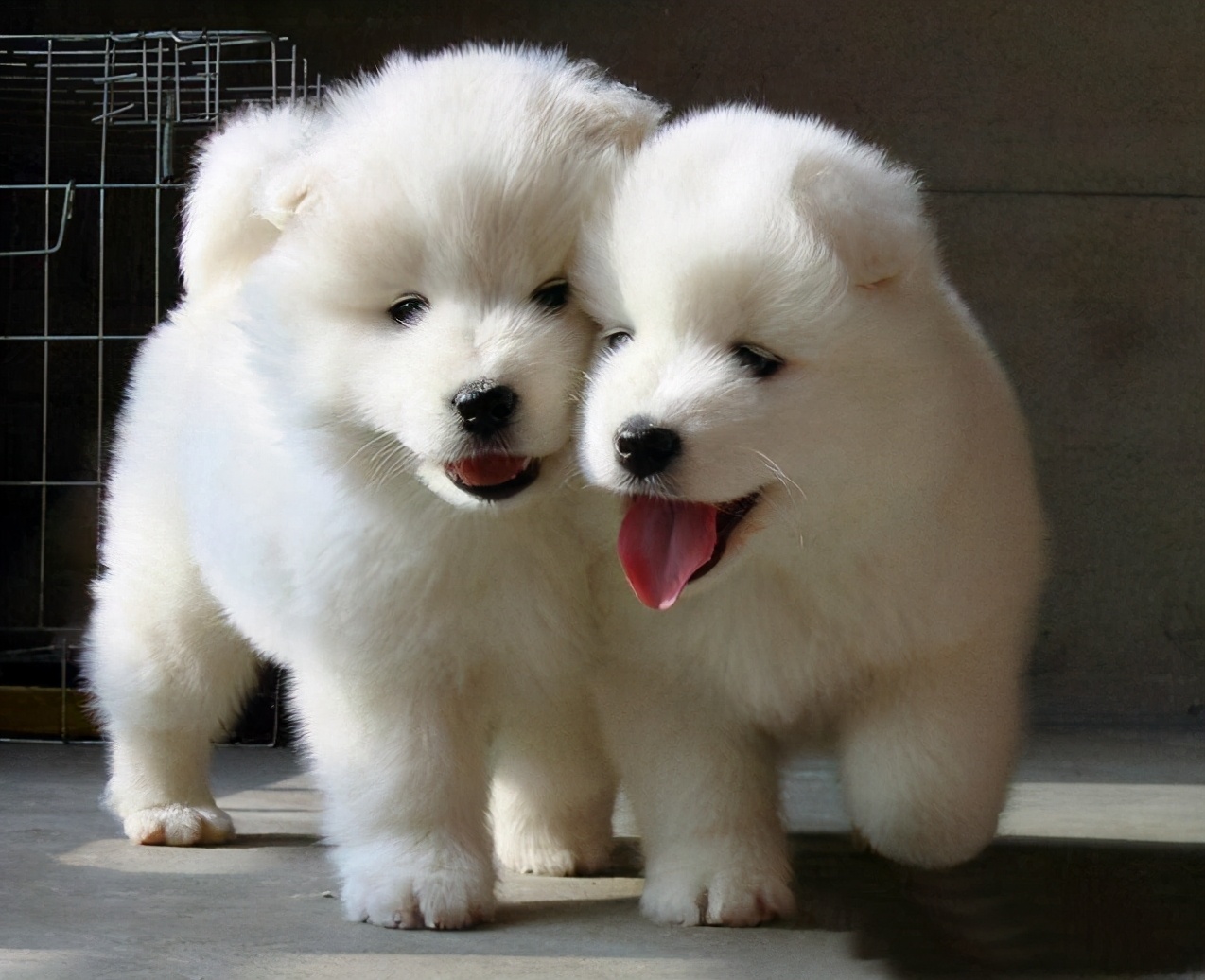 选家狗的正确方法和技巧,懂行的人怎么选狗