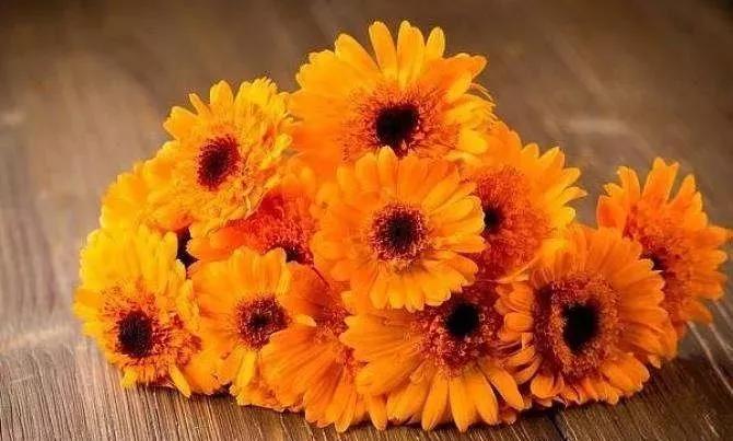 20种常见的菊科植物有哪些,哪些菊科植物好养