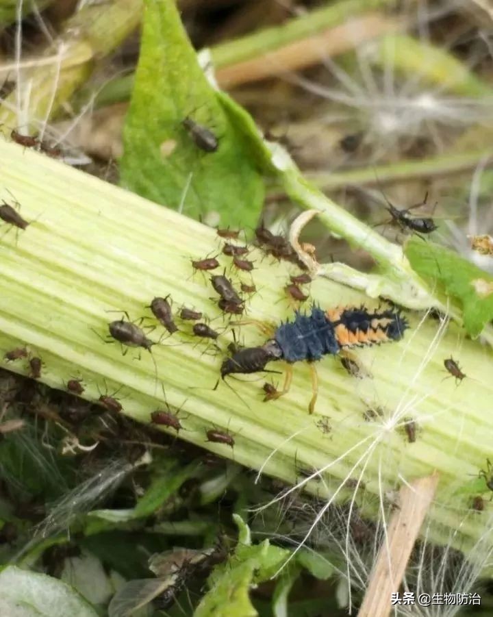 农业有害生物的防治方法,有害生物绿色防控