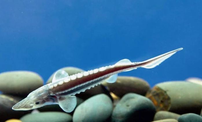 中华鲟是长江里头最大的一种鱼,中国最后一条长江鲟