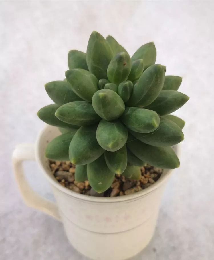 一花一世界多肉园艺,一花一世界一叶一菩提多肉植物