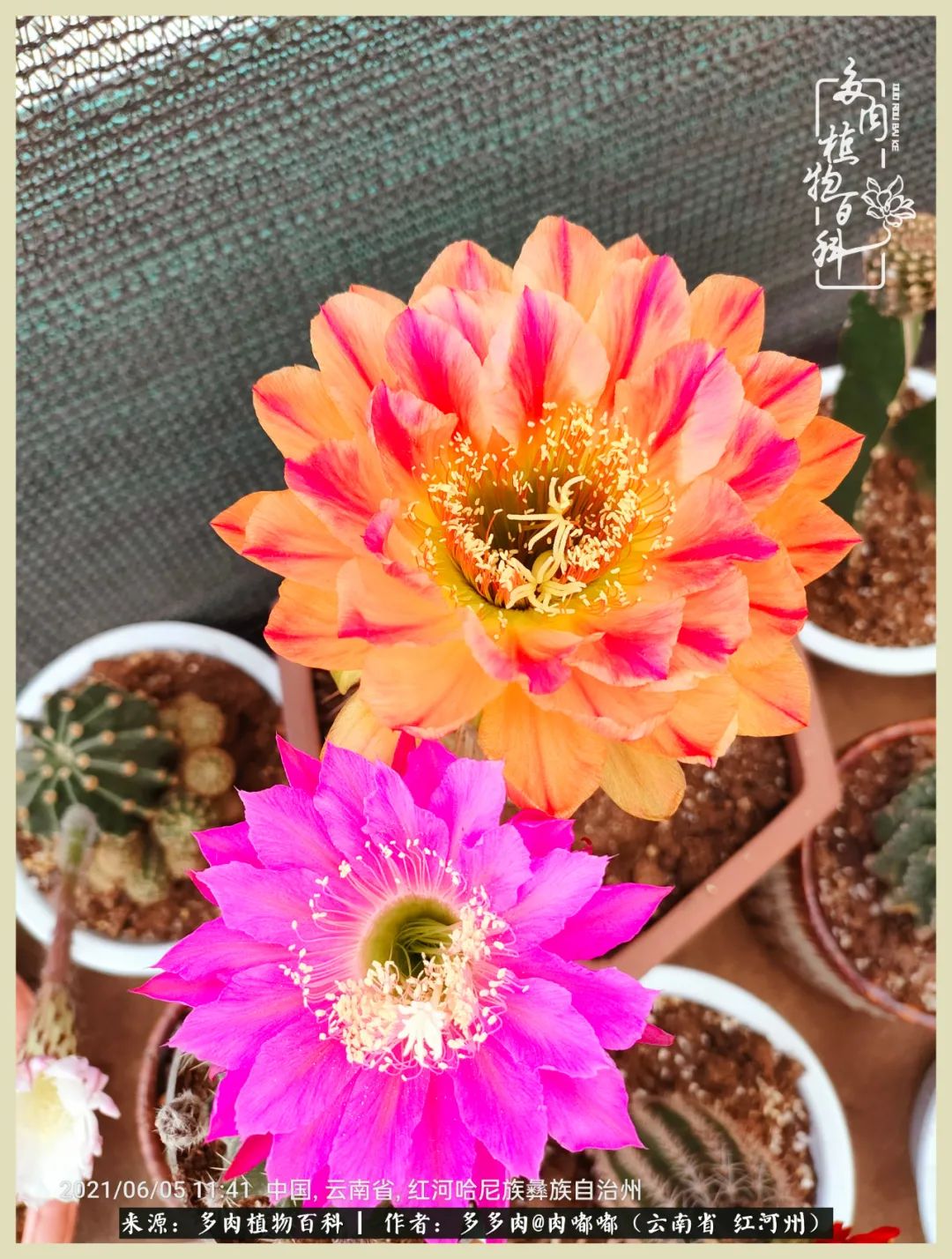 这个春天我们一起去赏花,这个季节我们一起去看花