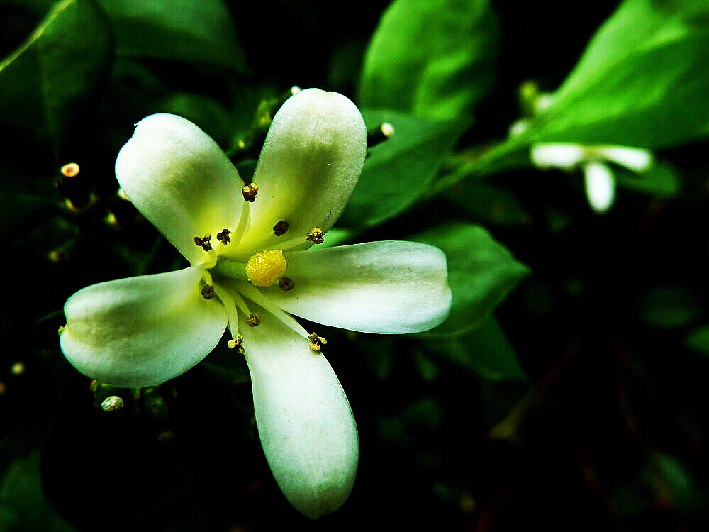 九里香木本,九里香是耐寒花卉吗