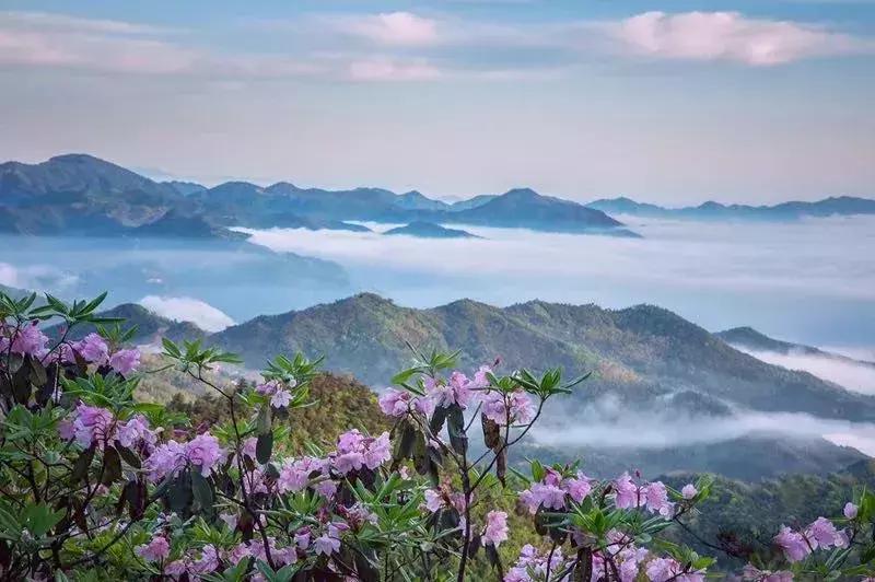 四月芳菲尽黄山杜鹃始盛开,人间四月芳菲尽高山杜鹃始盛开图