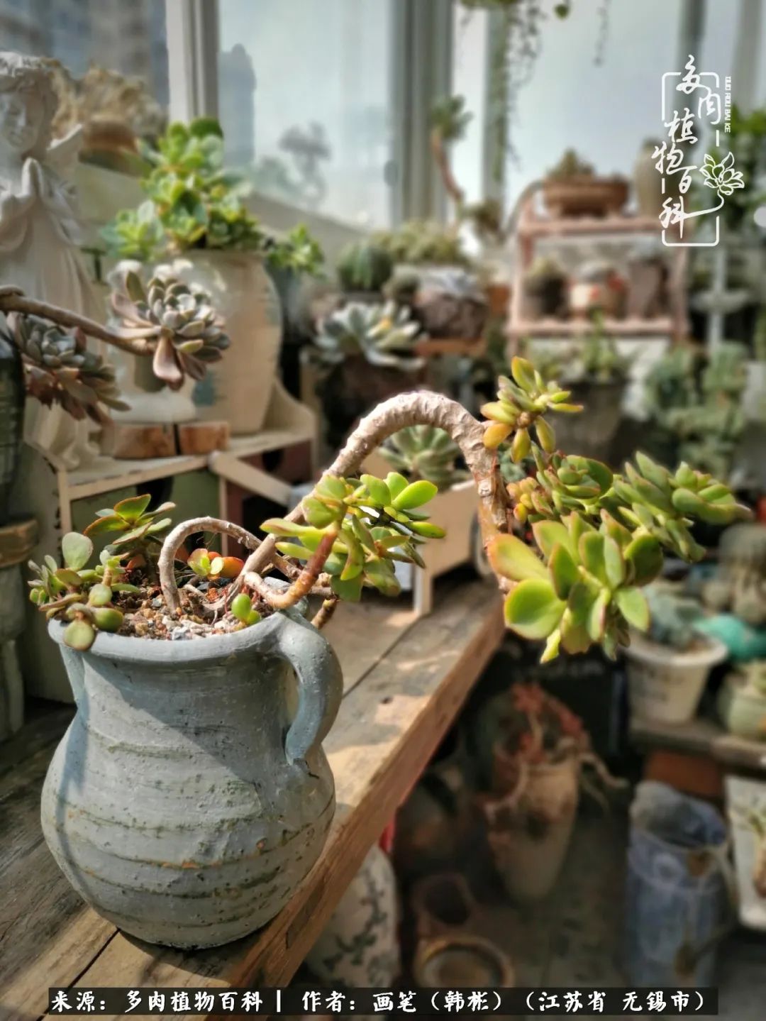 阳台多肉花园简直美翻了,适合男生养的多肉