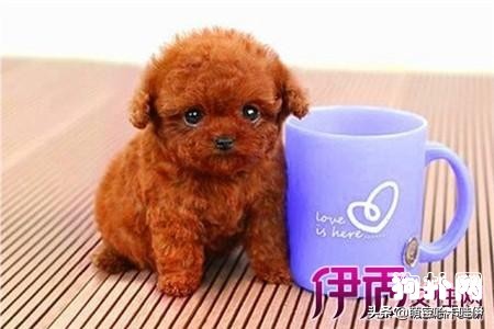 3个月茶杯泰迪犬标准肩高,茶杯泰迪犬发情出血多吗