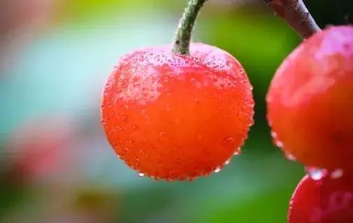 宁波横溪樱桃采摘,宁波周边樱桃采摘