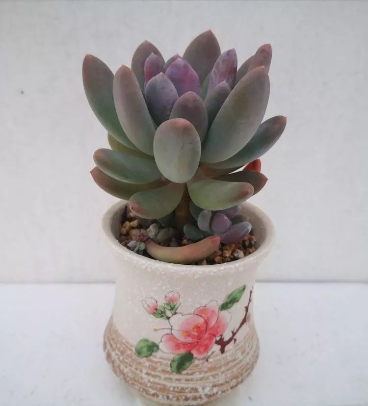 一花一世界多肉园艺,一花一世界一叶一菩提多肉植物