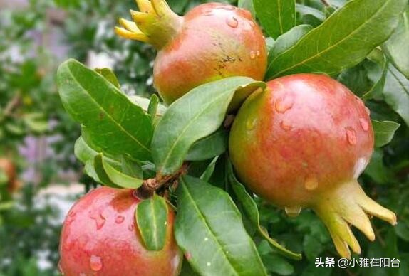 为什么石榴开花有早开有晚开花呢,石榴盆景多开花的技术有哪些方法