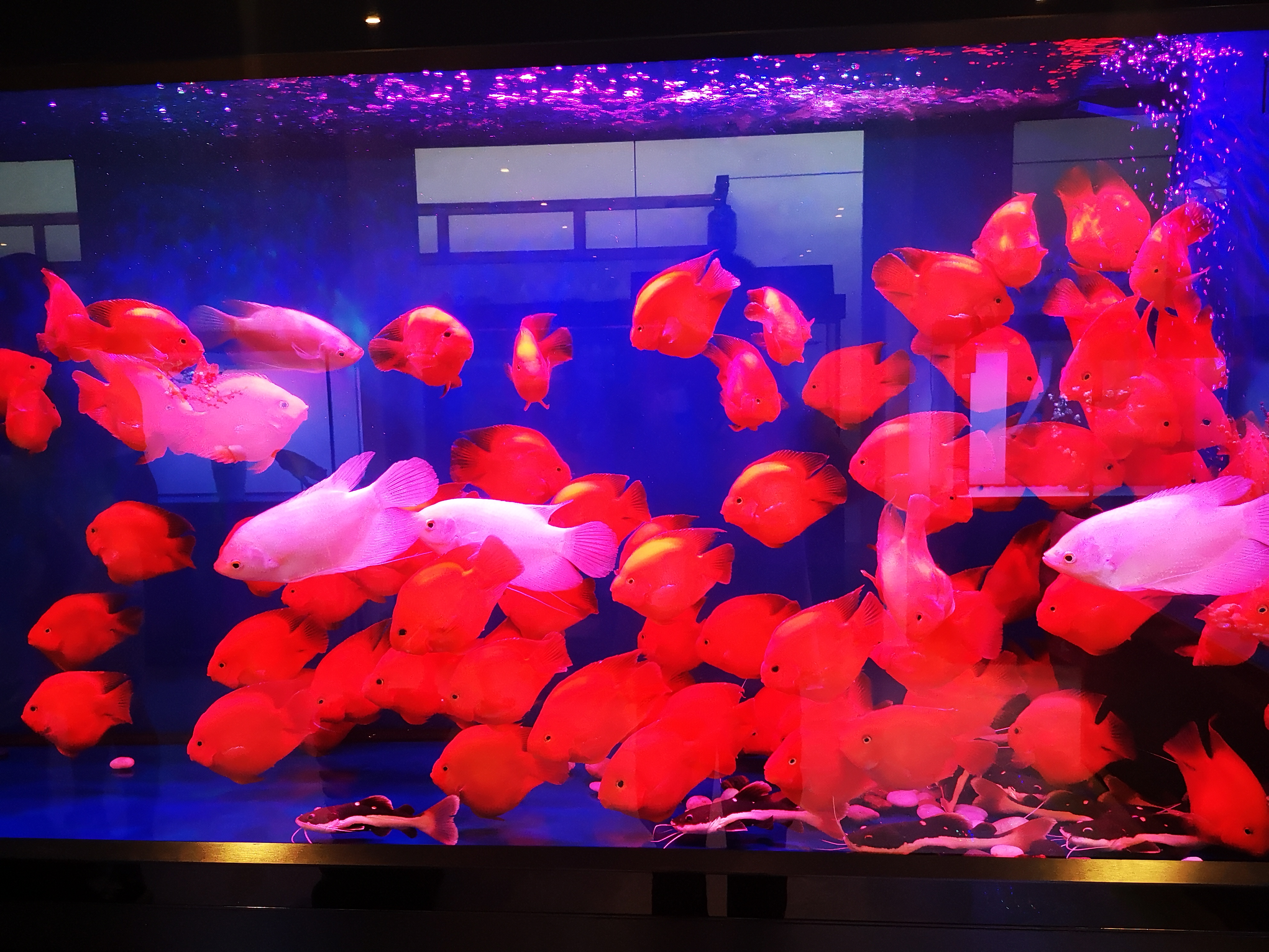 观赏鱼净水剂对鱼有没有危害,水质清澈剂对观赏鱼有没有影响