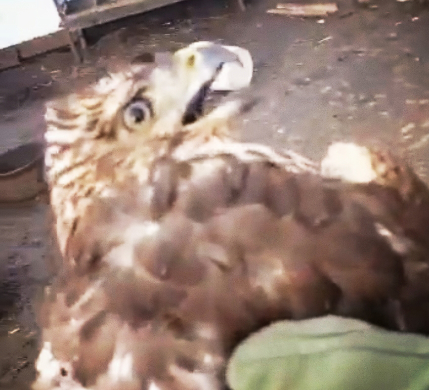 老鹰混进鸡棚吃小鸡,老鹰跑进鸡窝反被鸡围攻