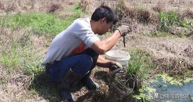 捉黄鳝厉害的视频,捉黄鳝的高手