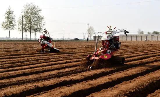 为什么生姜会长白毛,为什么生姜都长毛