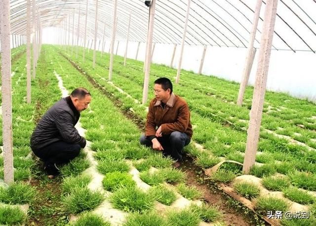 现在种植什么最好最赚钱,目前农村养什么种植什么最赚钱