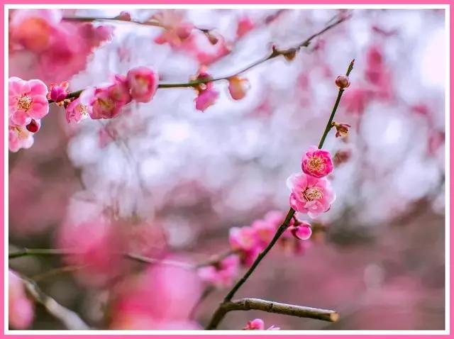 魔都赏花旅游攻略,魔都春季赏花好地方