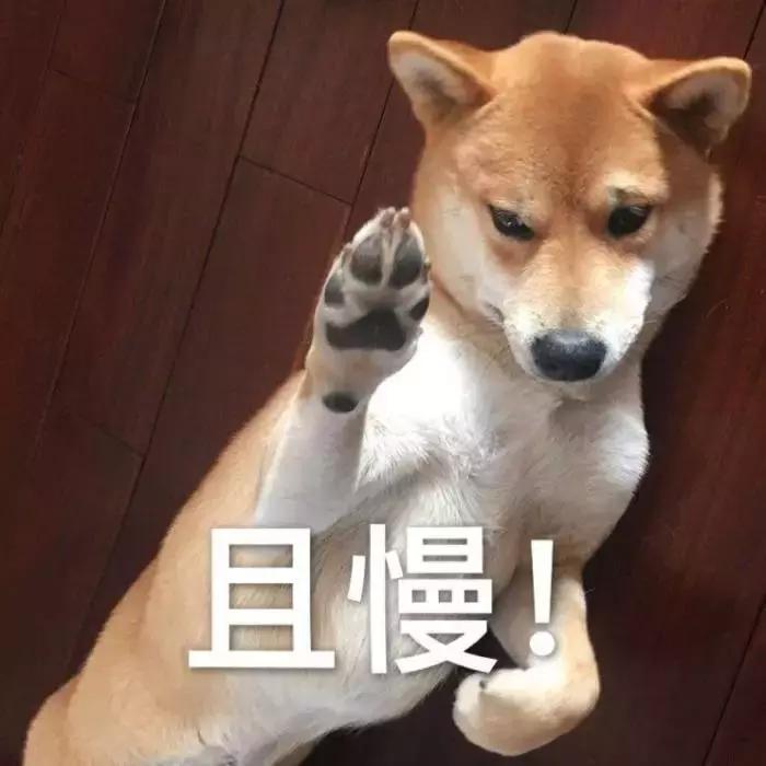 柴犬招财和可爱的小公主,柴犬萌萌
