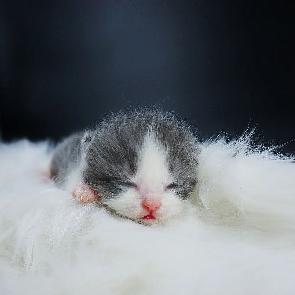 猫宫庄园,奶猫必备营养