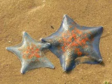 翻砂海星断脚什么原因,翻砂海星烂脚怎么办