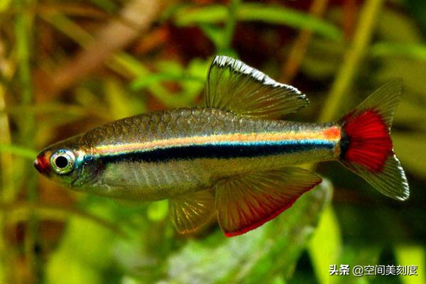 好养耐活的热带观赏鱼都有哪些,既好养又好看的热带观赏鱼